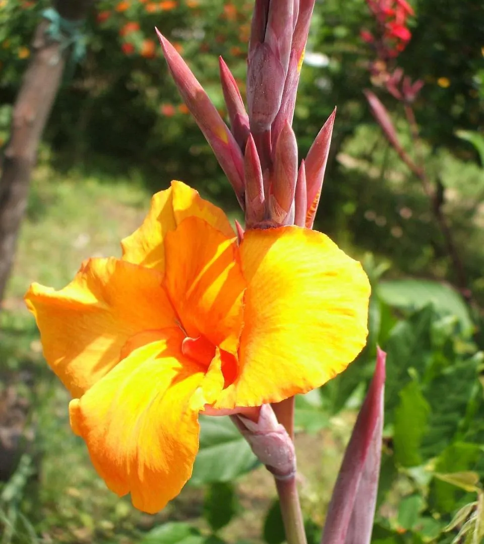 B&B Villa Maria Giovanna Giardini-Naxos Bed and breakfast